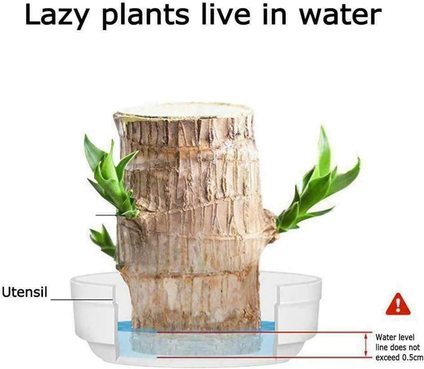 Brazilian Lucky Wood, Mini Home Plant Decorations - Shoopers