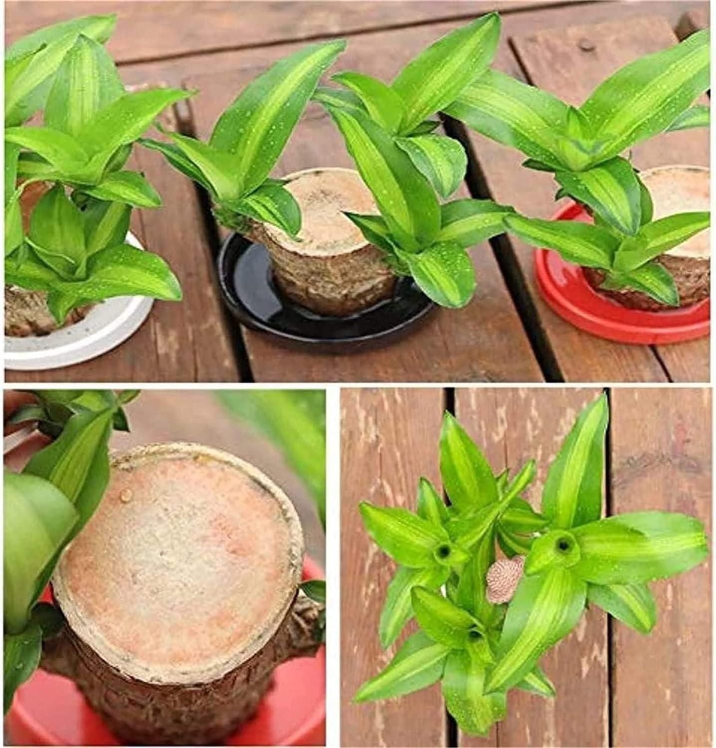 Brazilian Lucky Wood, Mini Home Plant Decorations - Shoopers