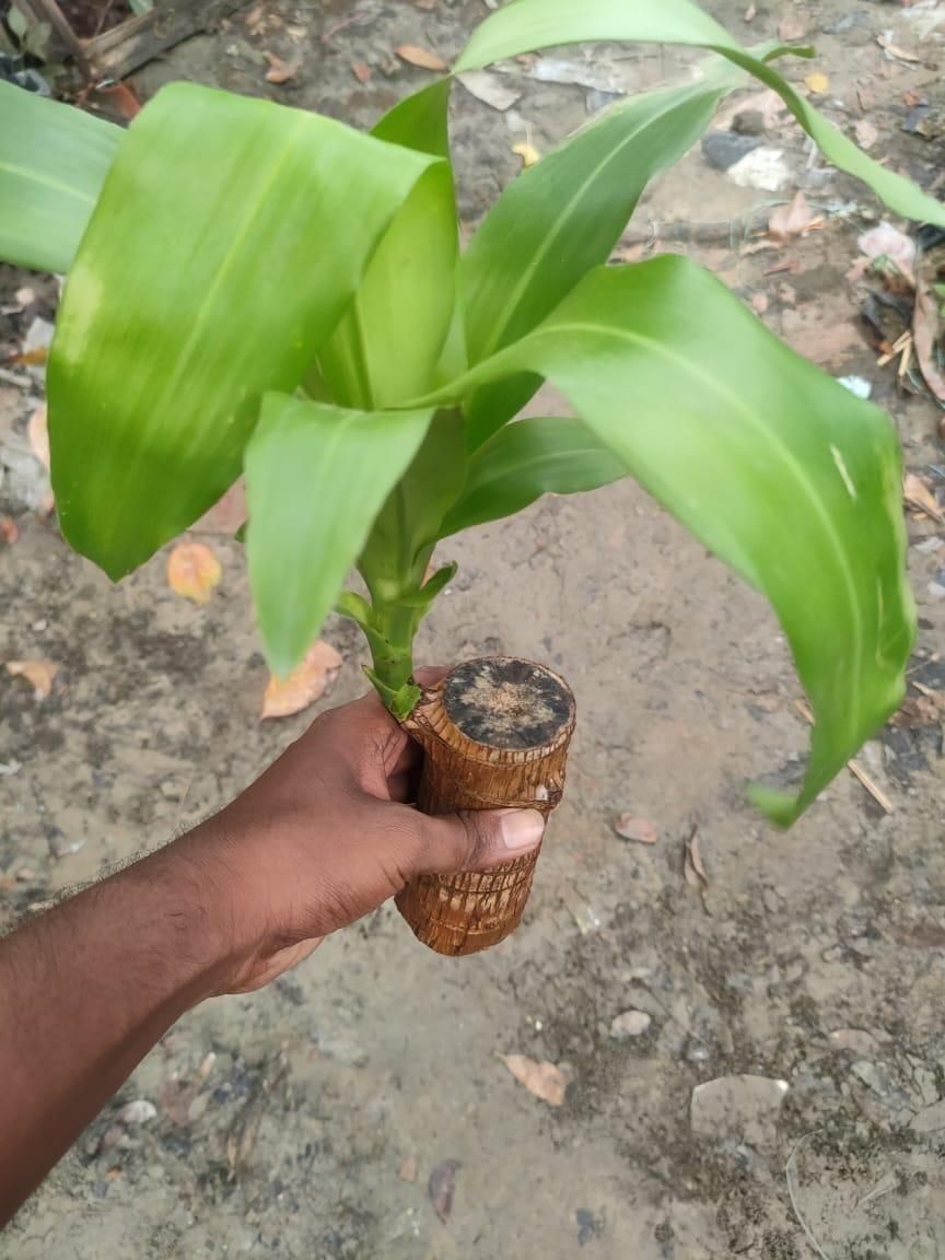 Brazilian Lucky Wood, Mini Home Plant Decorations - Shoopers