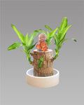 Brazilian Lucky Wood, Mini Home Plant Decorations - Shoopers