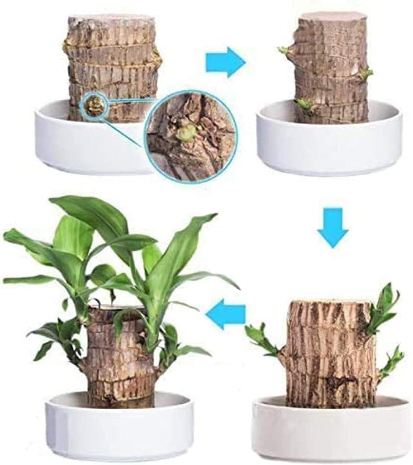 Brazilian Lucky Wood, Mini Home Plant Decorations - Shoopers
