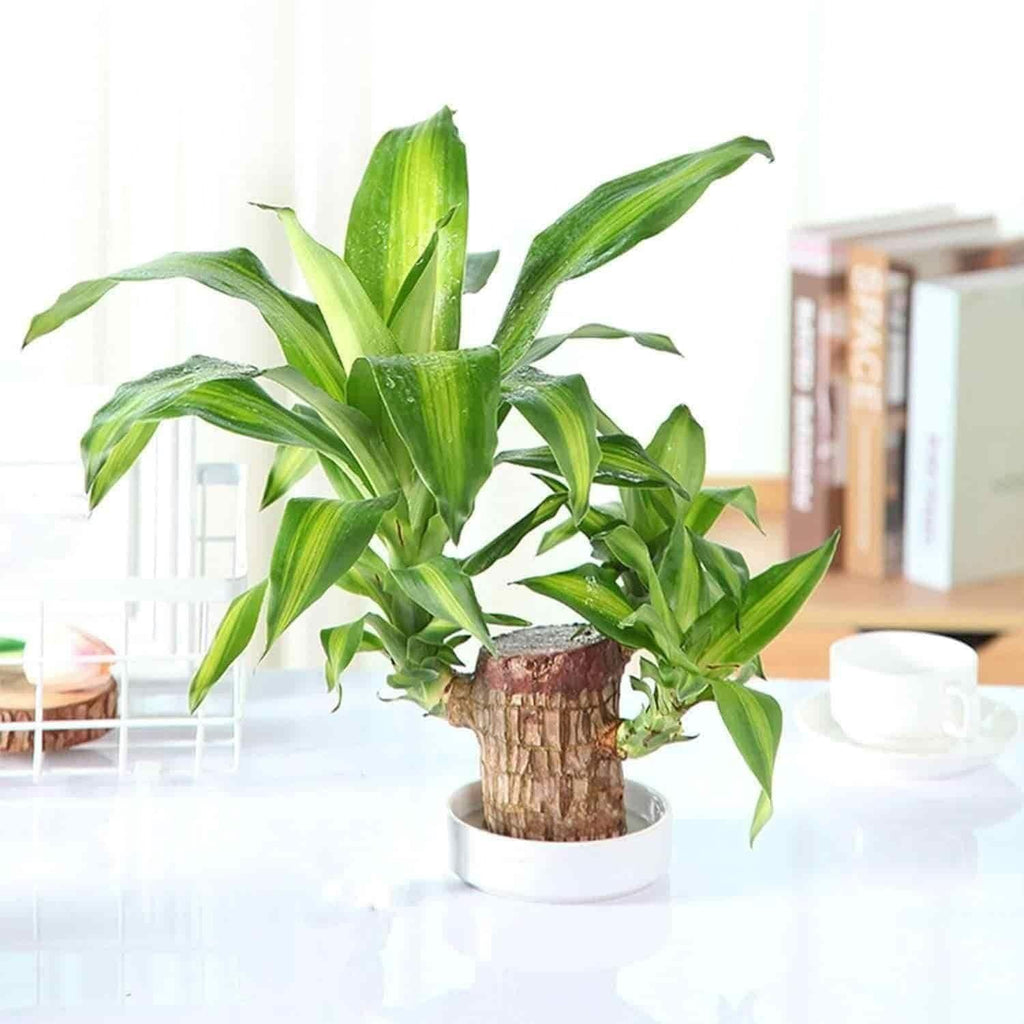 Brazilian Lucky Wood, Mini Home Plant Decorations - Shoopers